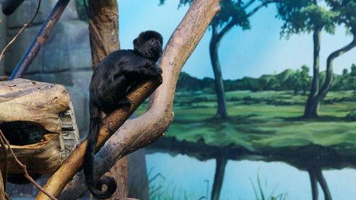 Hôpital vétérinaire Season 5 Episode 2 - Episode 2