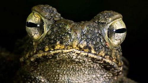 72 Dangerous Animals: Asia Season 1 Episode 3 - Chemical Warfare