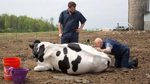 The Incredible Dr. Pol Season 4 Episode 4 - How Now Smelly Cow