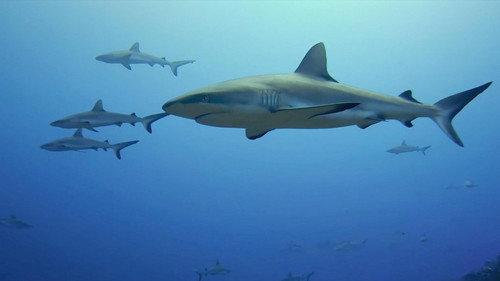 When Sharks Attack Season 6 Episode 1 - Four Strike Summer