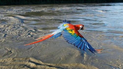 Nature Season 32 Episode 4 - Earthflight: South America