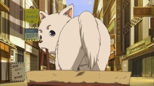Gintama Season 6 Episode 13 - Dog Food Doesn't Taste Like You Think