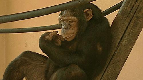 Monkey Business Season 9 Episode 10 - Episode 10