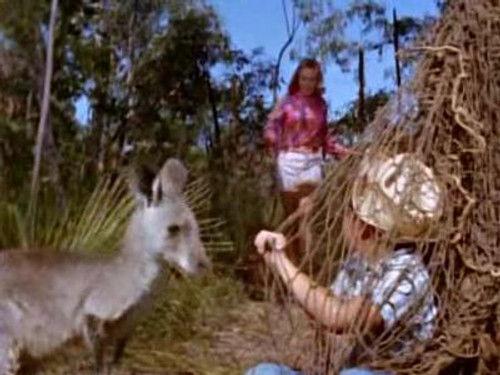 Skippy the Bush Kangaroo Season 1 Episode 13 - The Honeymooners