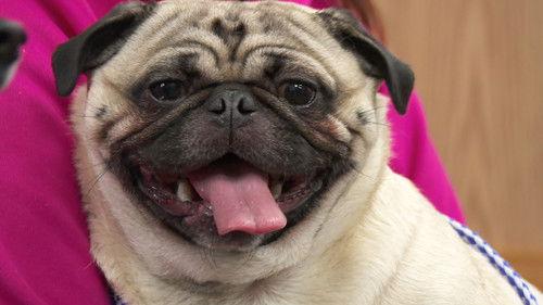 The Incredible Dr. Pol Season 17 Episode 2 - Sprain, Sprain, Go Away