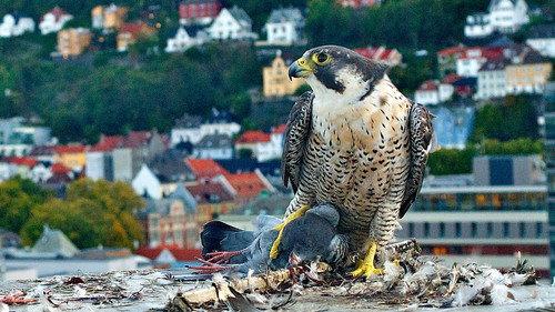 Ut i naturen Season 27 Episode 6 - Episode 6