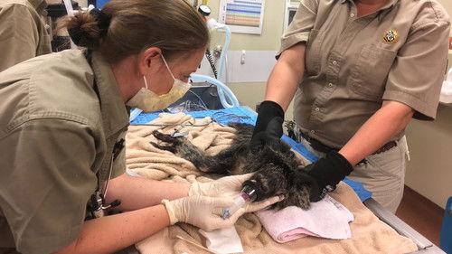 Hôpital vétérinaire Season 5 Episode 12 - Episode 12