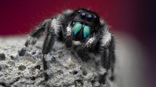 A Real Bug's Life Season 1 Episode 1 - The Big City