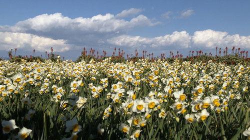 Shin Nihon Fudoki Season 12 Episode 8 - Episode 8