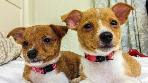 Too Cute Season 5 Episode 12 - Fab & Furless Kittens