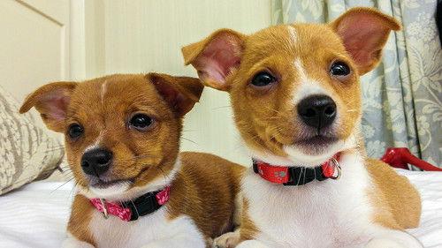 Too Cute Season 5 Episode 12 - Fab & Furless Kittens