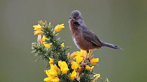 Springwatch Season 22 Episode 6 - Episode 6