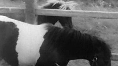 Poly Season 2 Episode 7 - Episode 7