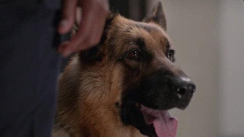 Hudson & Rex Season 2 Episode 8 - Game of Bones