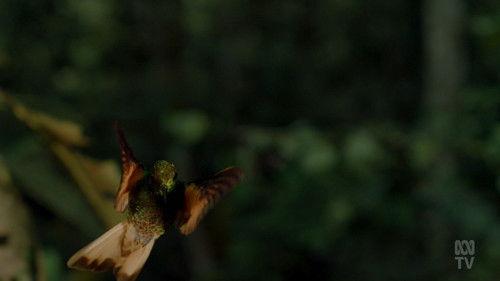 David Attenborough's Global Adventure Season 1 Episode 3 - The Rise of Nature