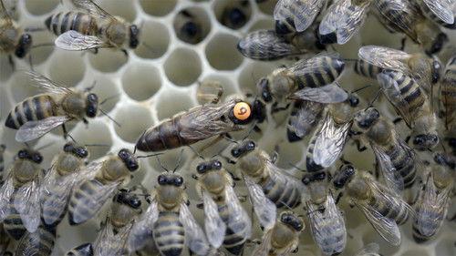 Foreign Correspondent Season 28 Episode 23 - Insectageddon