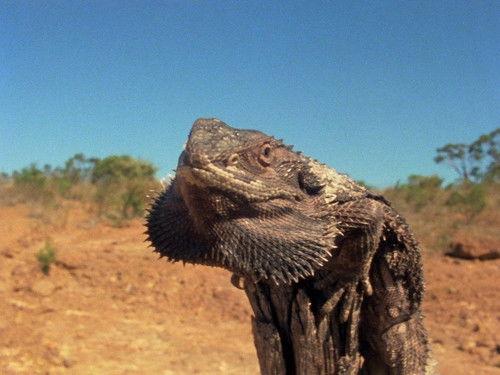 Life on Earth Season 1 Episode 7 - Victors of the Dry Land