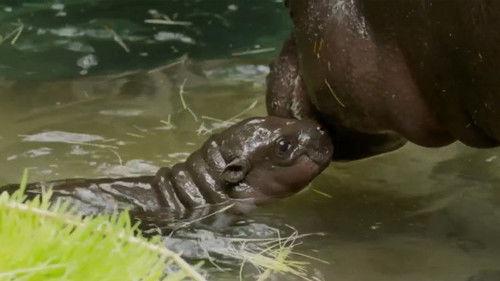 The Zoo: San Diego Season 2 Episode 2 - Mabel's Joy