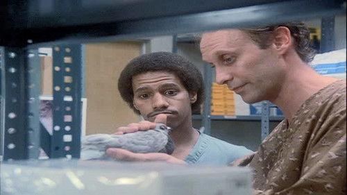 St. Elsewhere Season 1 Episode 8 - Tweety and Ralph