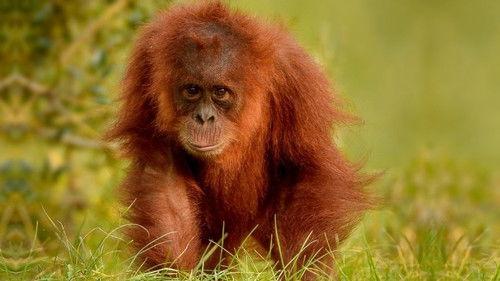 The Secret Life of the Zoo Season 7 Episode 2 - Cheetah Brothers