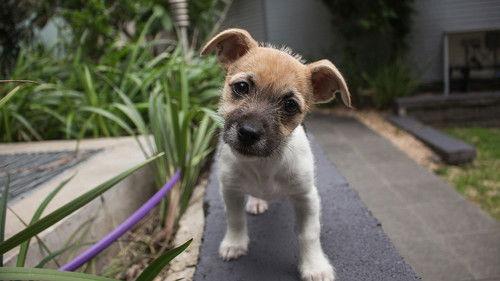 Nature Season 20 Episode 10 - Dogs: the Early Years