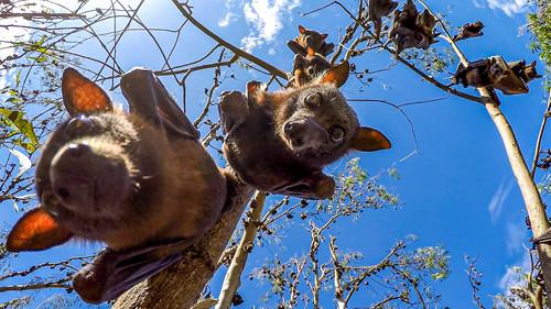 Spy in the Wild Season 2 Episode 1 - The Tropics