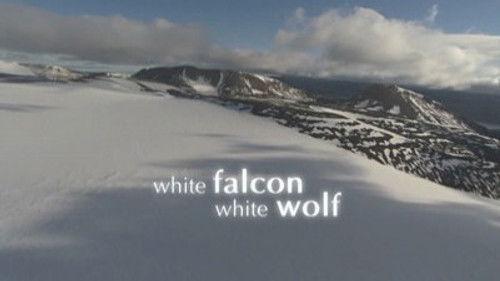Natural World Season 27 Episode 5 - White Falcon, White Wolf