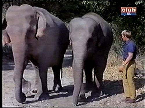 Daktari Season 4 Episode 11 - The Divining Rods