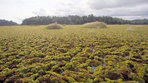 L'Afrique vue du ciel Season 1 Episode 9 - Episode 9