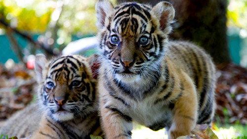 Tigers About the House Season 1 Episode 1 - Episode 1