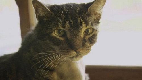 Dr. Jeff: Rocky Mountain Vet Season 1 Episode 8 - Feline Face Lift