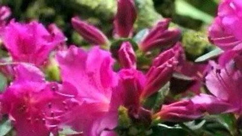 NOVA Season 34 Episode 11 - First Flower