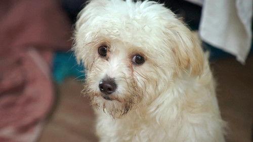 The Dog House NZ Season 1 Episode 2 - Episode 2