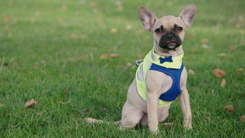 Puppy School Season 1 Episode 4 - Episode 4