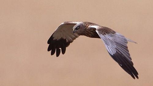 Springwatch Season 12 Episode 2 - Episode 2
