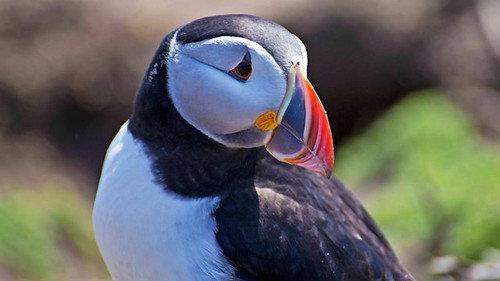 Springwatch Season 14 Episode 2 - Episode 2