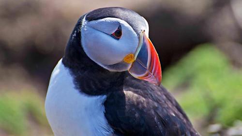 Springwatch Season 14 Episode 2 - Episode 2