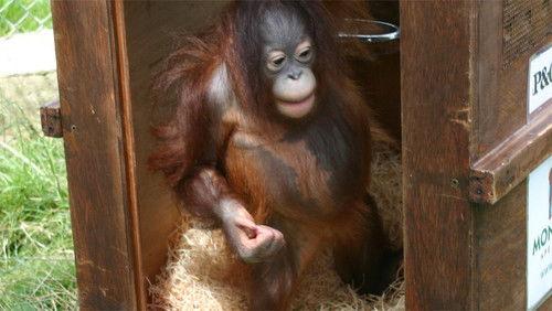 Monkey Life Season 4 Episode 10 - Episode 10