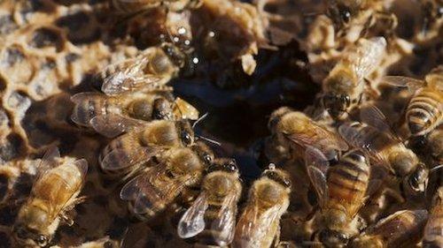 Rotten Season 1 Episode 1 - Lawyers, Guns and Honey