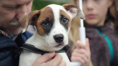 The Dog House NZ Season 1 Episode 1 - Episode 1