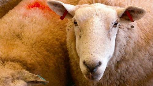 Countryfile Season 36 Episode 8 - Livestock Market