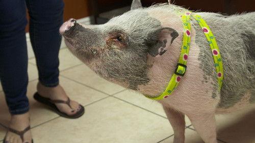 Dr. K's Exotic Animal ER Season 5 Episode 5 - Pig Improvement