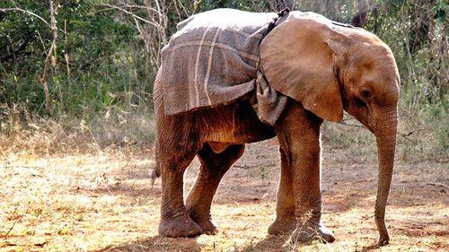 Elephant Diaries Season 1 Episode 2 - Episode 2