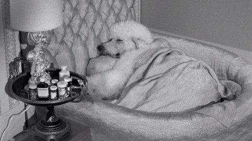 The Beverly Hillbillies Season 3 Episode 23 - Drysdale's Dog Days