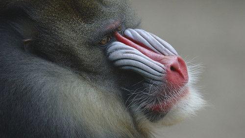 Nature Season 15 Episode 3 - Mask of the Mandrill