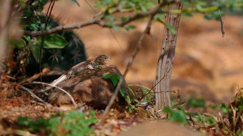 Race Across the World Season 2 Episode 4 - Villavieja, Colombia to Puno, Peru