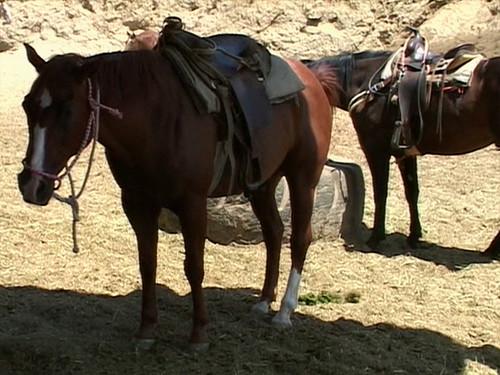 Jackass Season 1 Episode 6 - Poo Joust