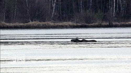 Den stora älgvandringen Season 1 Episode 17 - Slow tv day 17