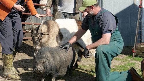 Heartland Docs, DVM Season 4 Episode 6 - A Moo York States of Mind