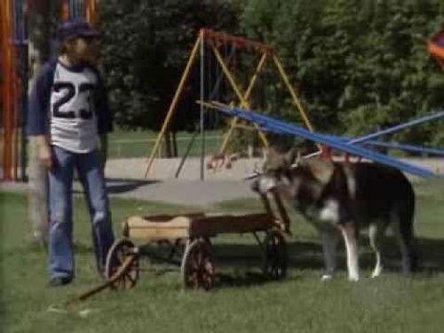 The Littlest Hobo Season 4 Episode 18 - The Five Labours of Hercules (2)